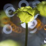 Les différentes sources de lumière pour les lampes décoratives